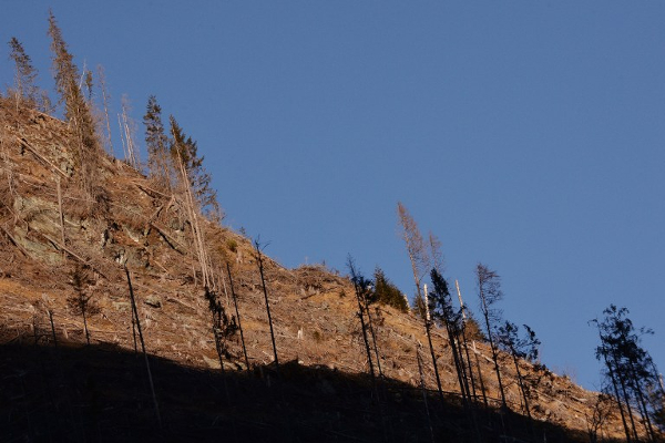 Pokret protiv deforestacije: borba za javni interes između dvije vatre