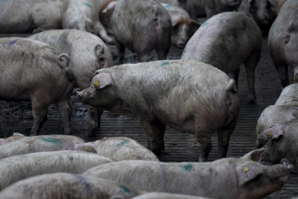 “Političko veganstvo”: društvene i ekološke posljedice napuštanja hrane životinjskog porijekla