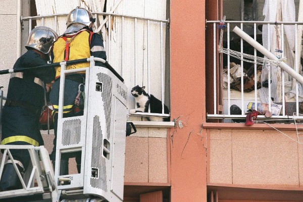 Mačke u opasnosti: tržišna prilika za vatrogasce