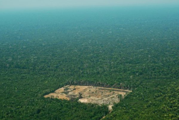 Katastrofalni razmjeri deforestacije