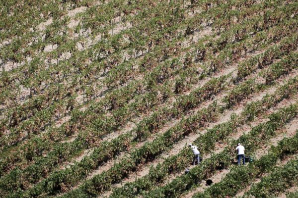 Talijanska poljoprivreda ovisi o nehumanim uvjetima rada