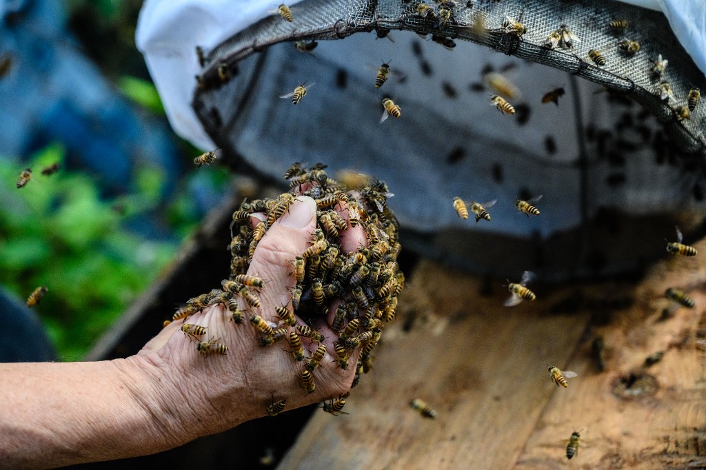 Uspjeh pesticida u ratu protiv pčela
