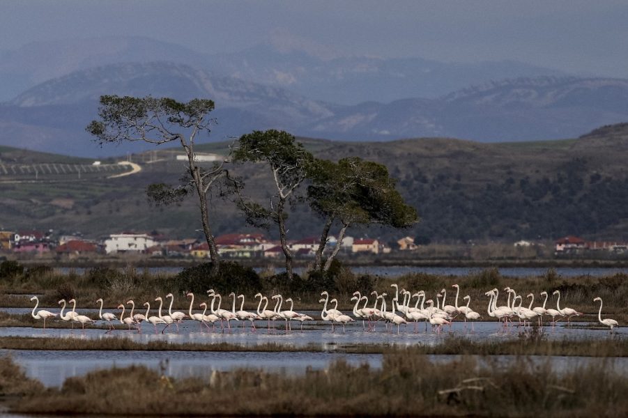 Slučaj flamingos